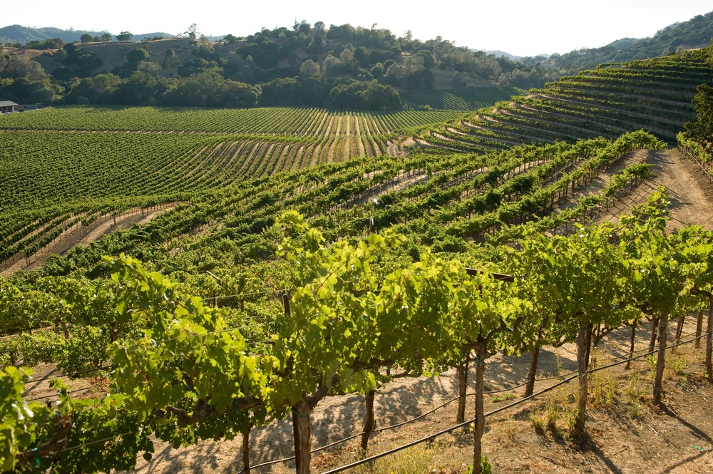 Sosmerston Estate Vineyard
