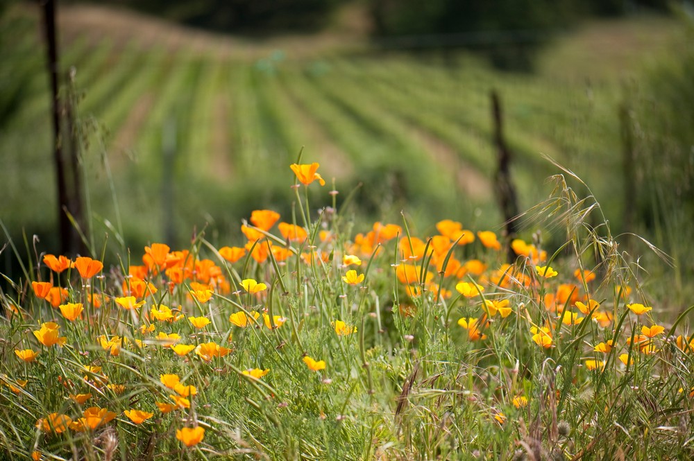 Yellow flowers by the Somerston Estate Vineyard