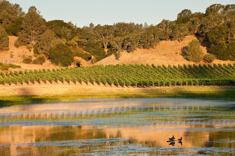 Pond with ducks at Somerston Estate Vineyards