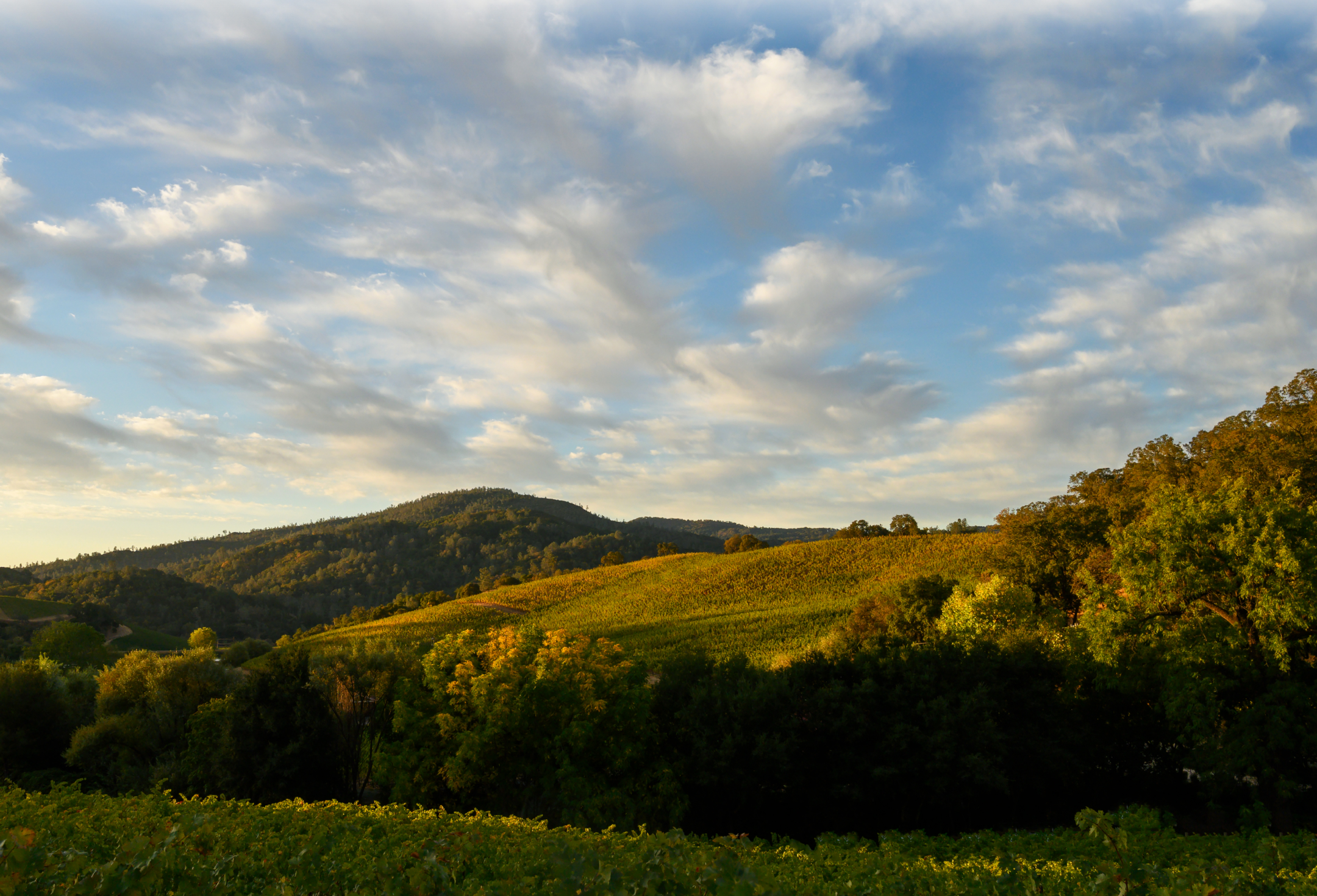 Somerston Estate vineyards (homepage footer desktop)