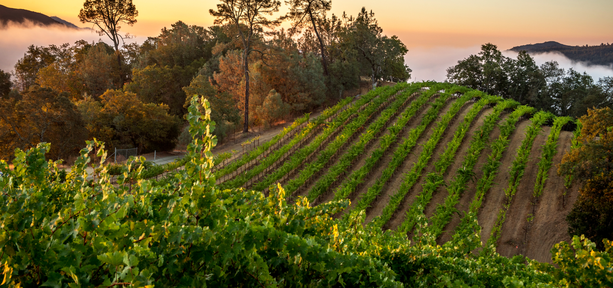 Arial view of Somerston Estate Vineyards