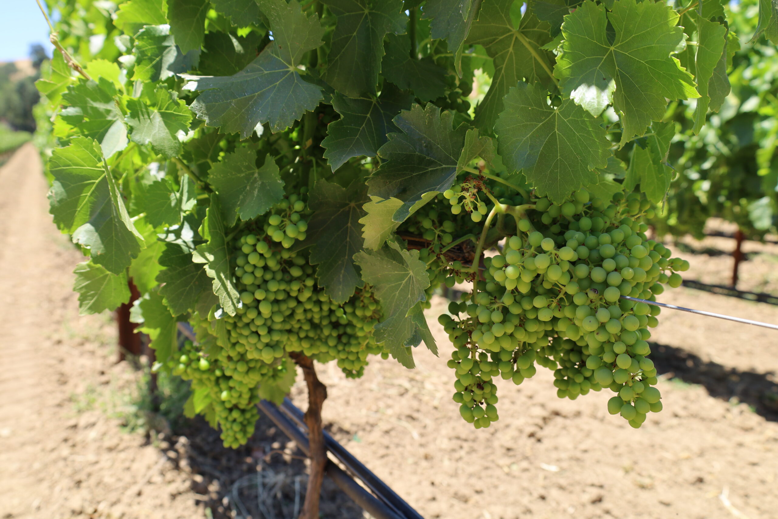 Grapes on the vine at Somerston Estate
