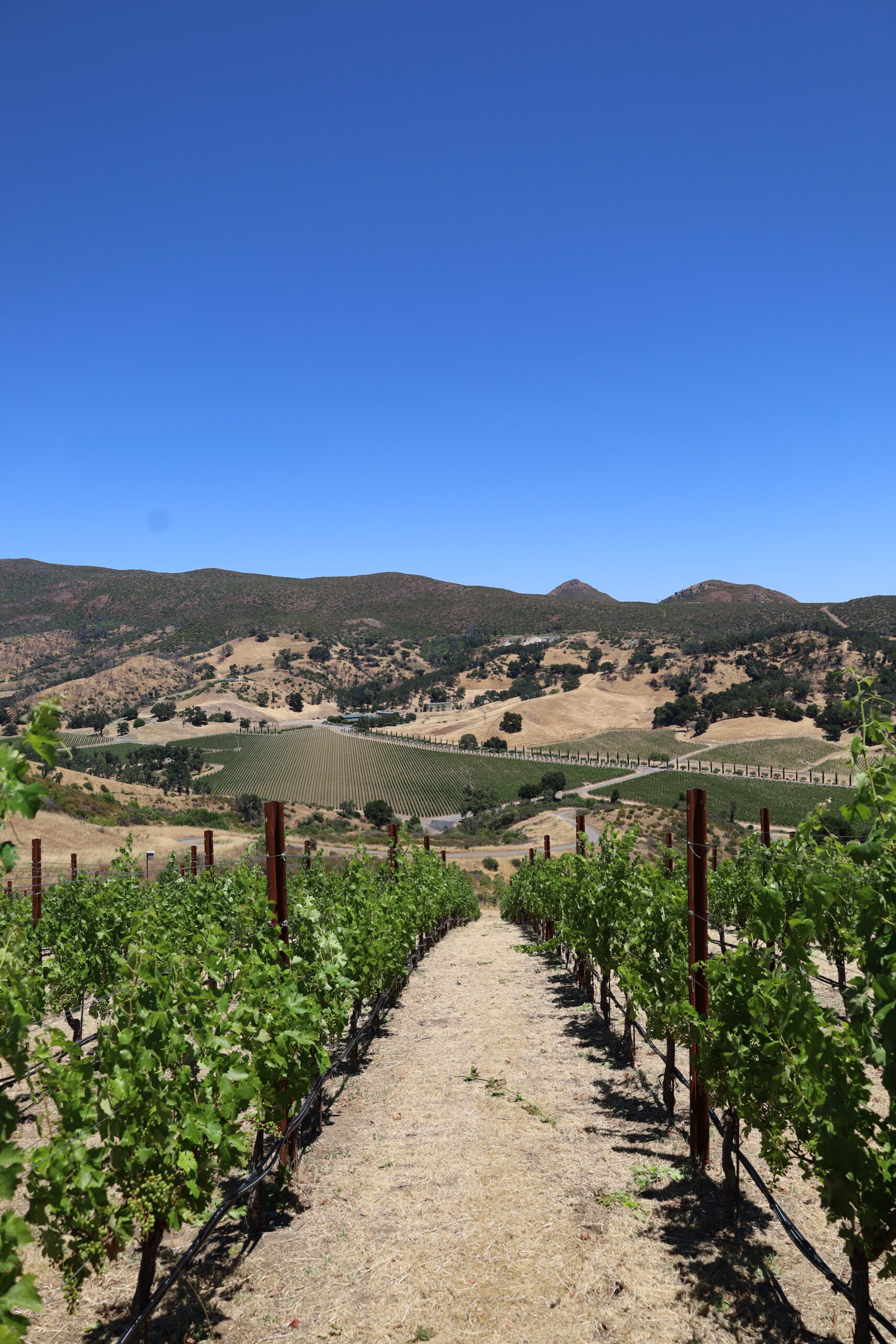 Somerston Estate vineyard