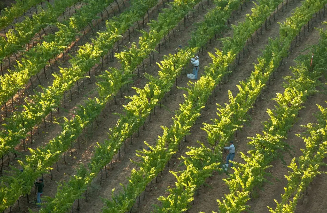 Vineyard Workers working at Somerston Estate