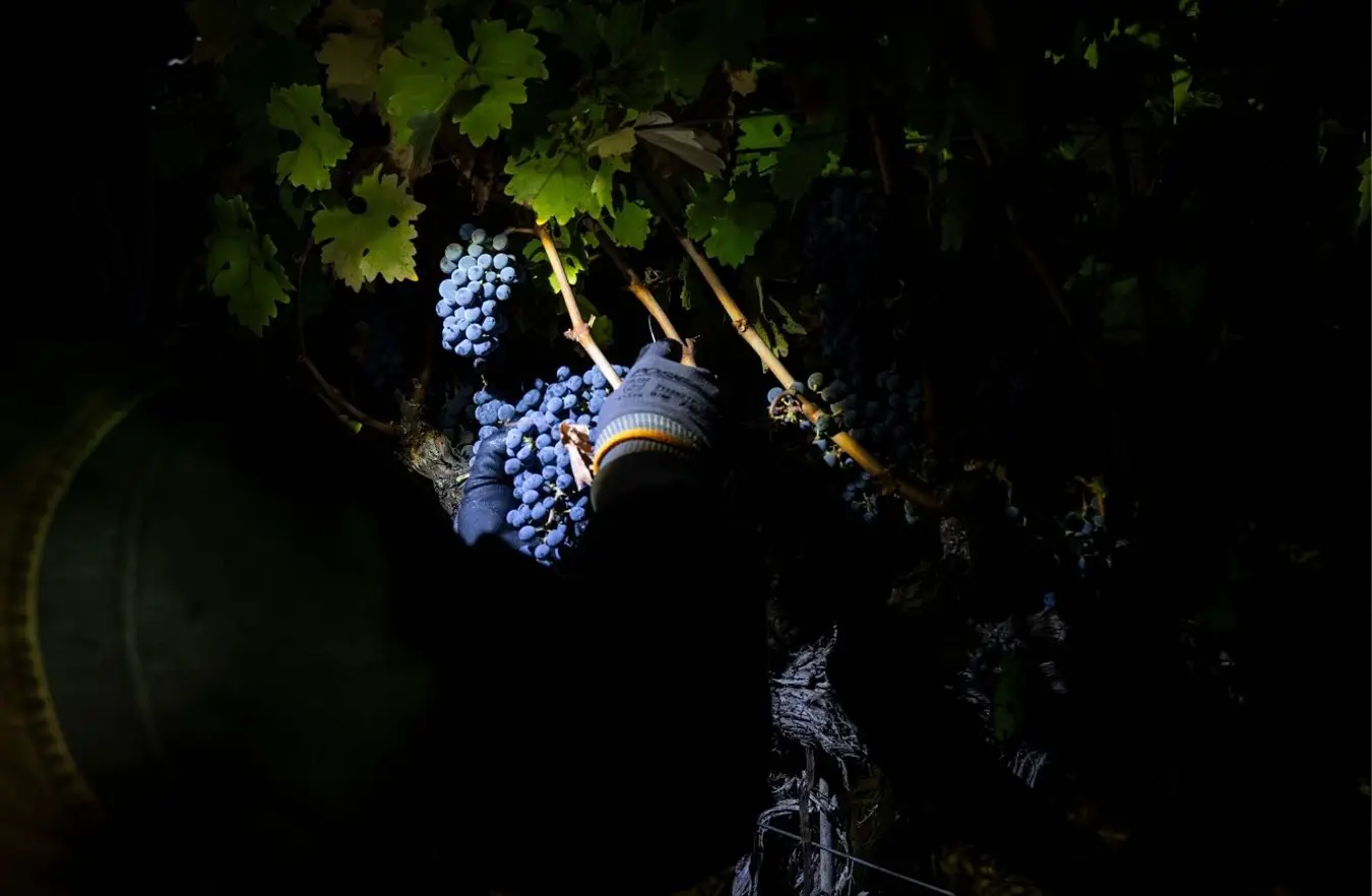 Night-Picking in the vineyard.
