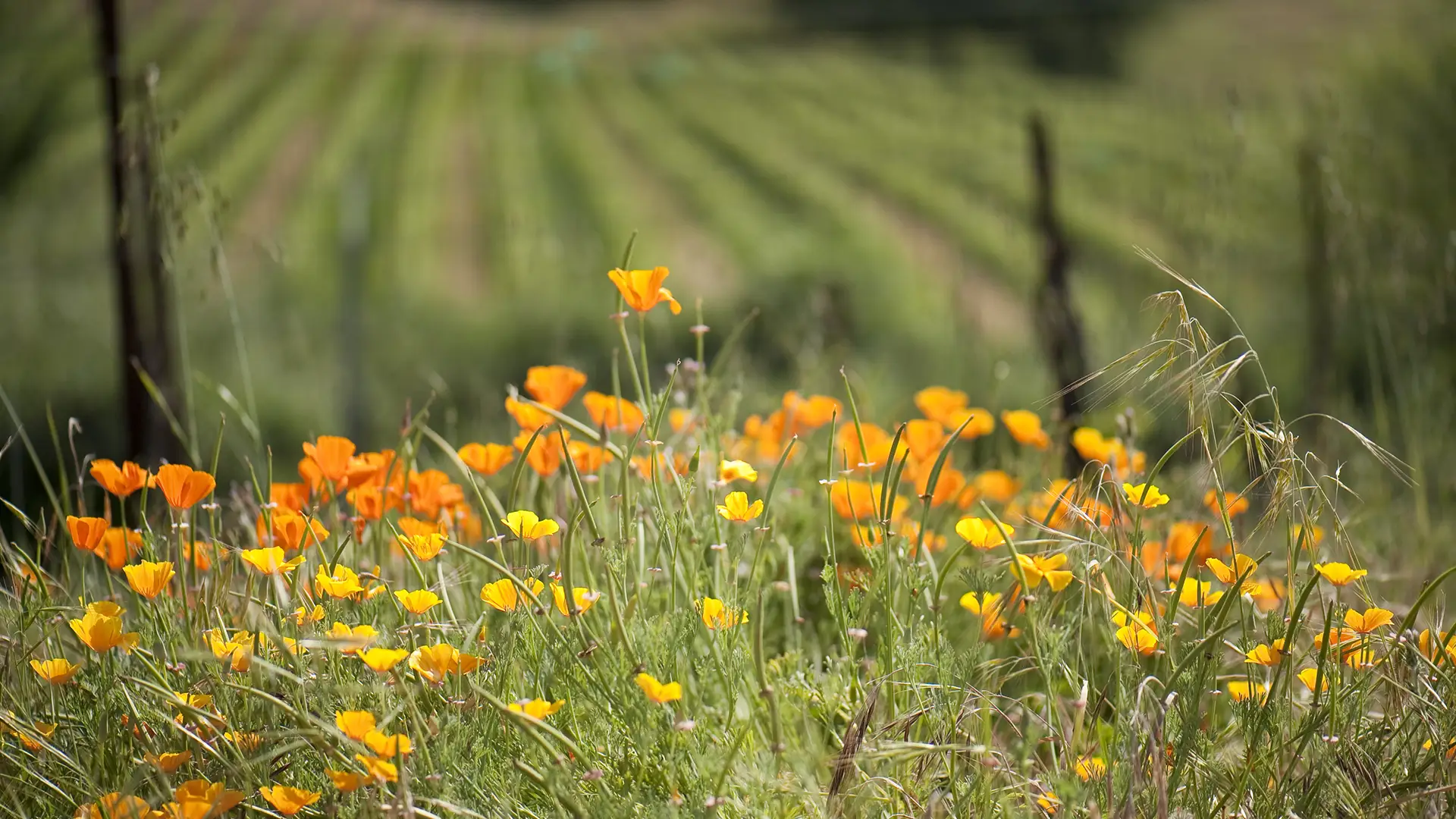 California wild flowers growing in Somerston vineyards. Sustainability Blog.