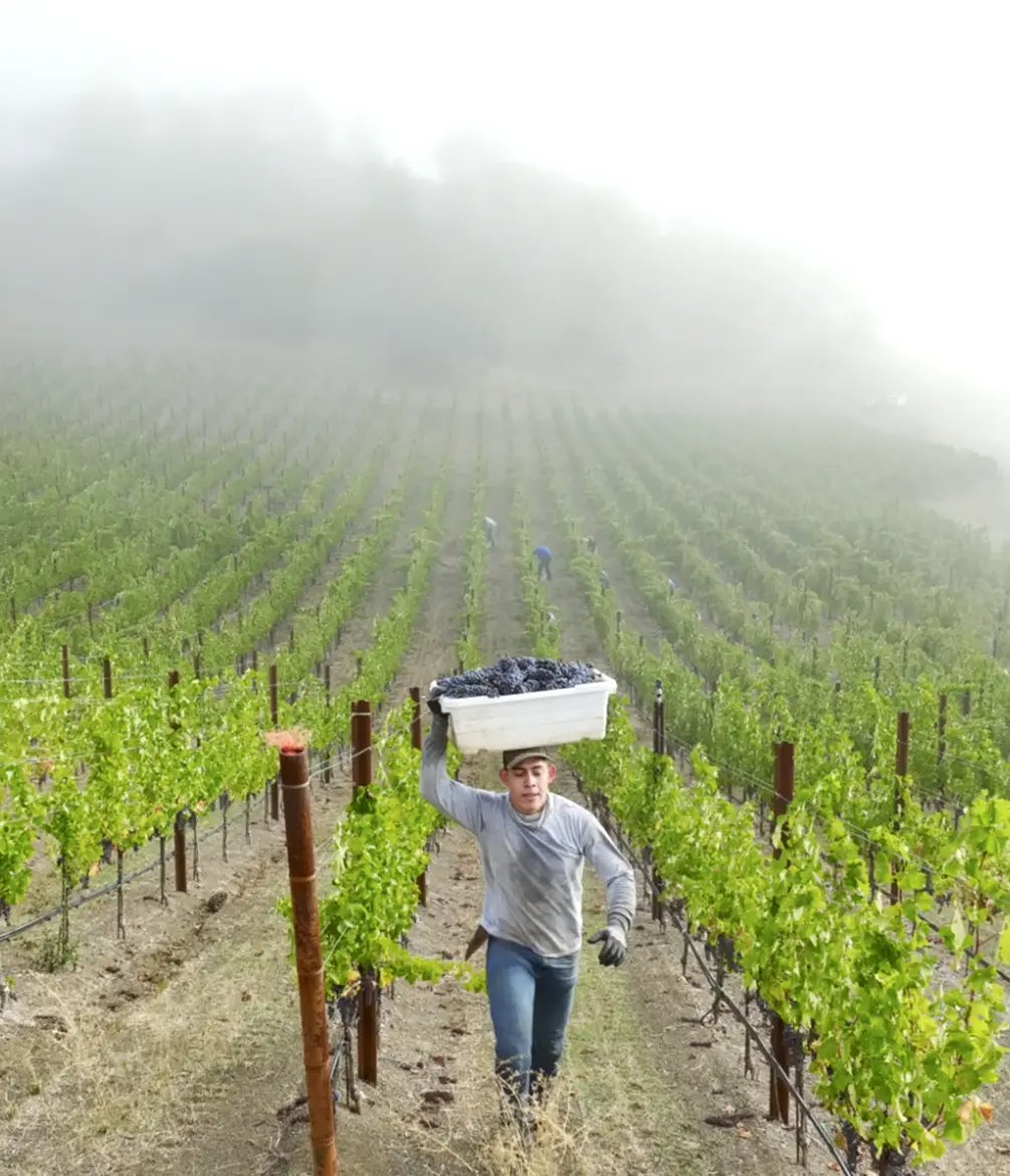 Vineyard workers harvesting fruit at Somerston Vineyards.