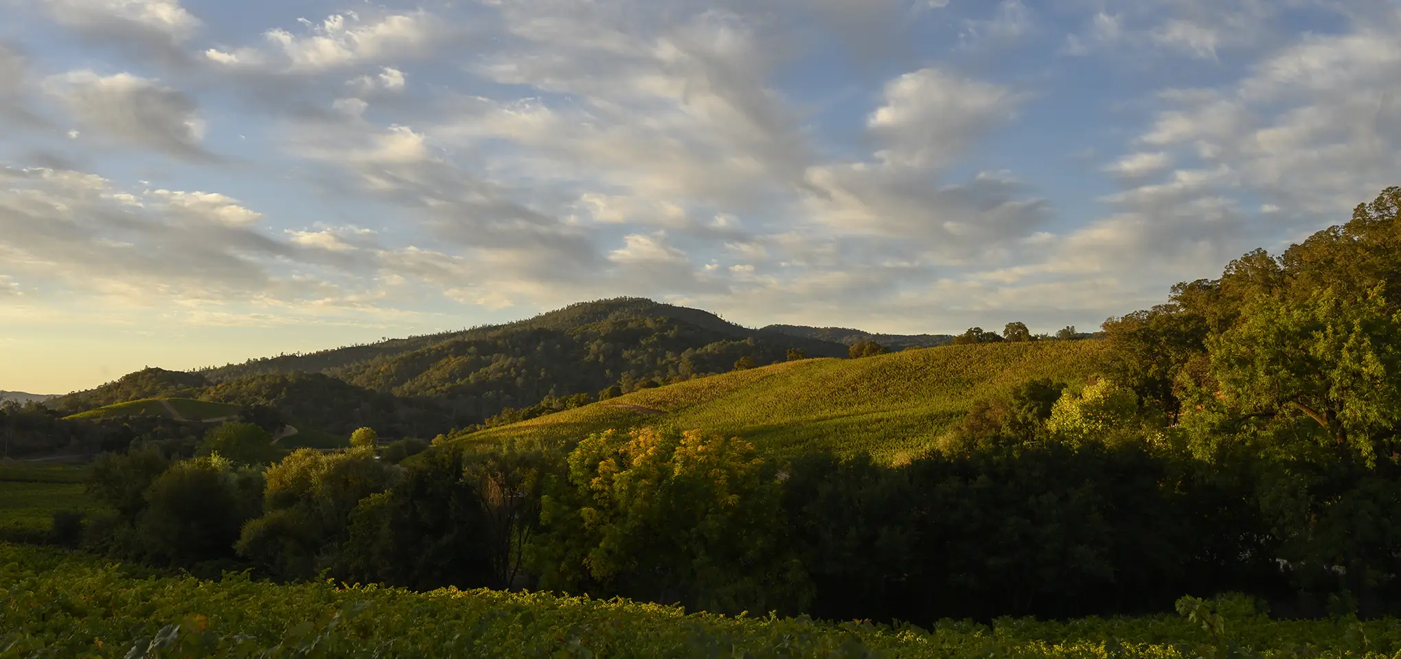 Somerston_Estate_Everest_Vineyard