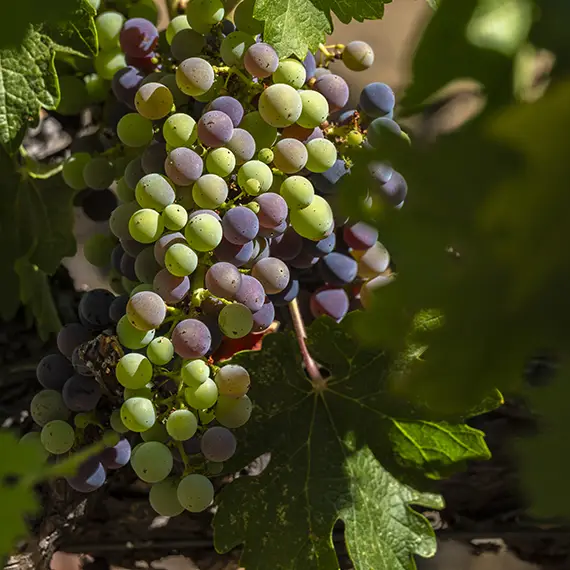 Somerston Estate fruit