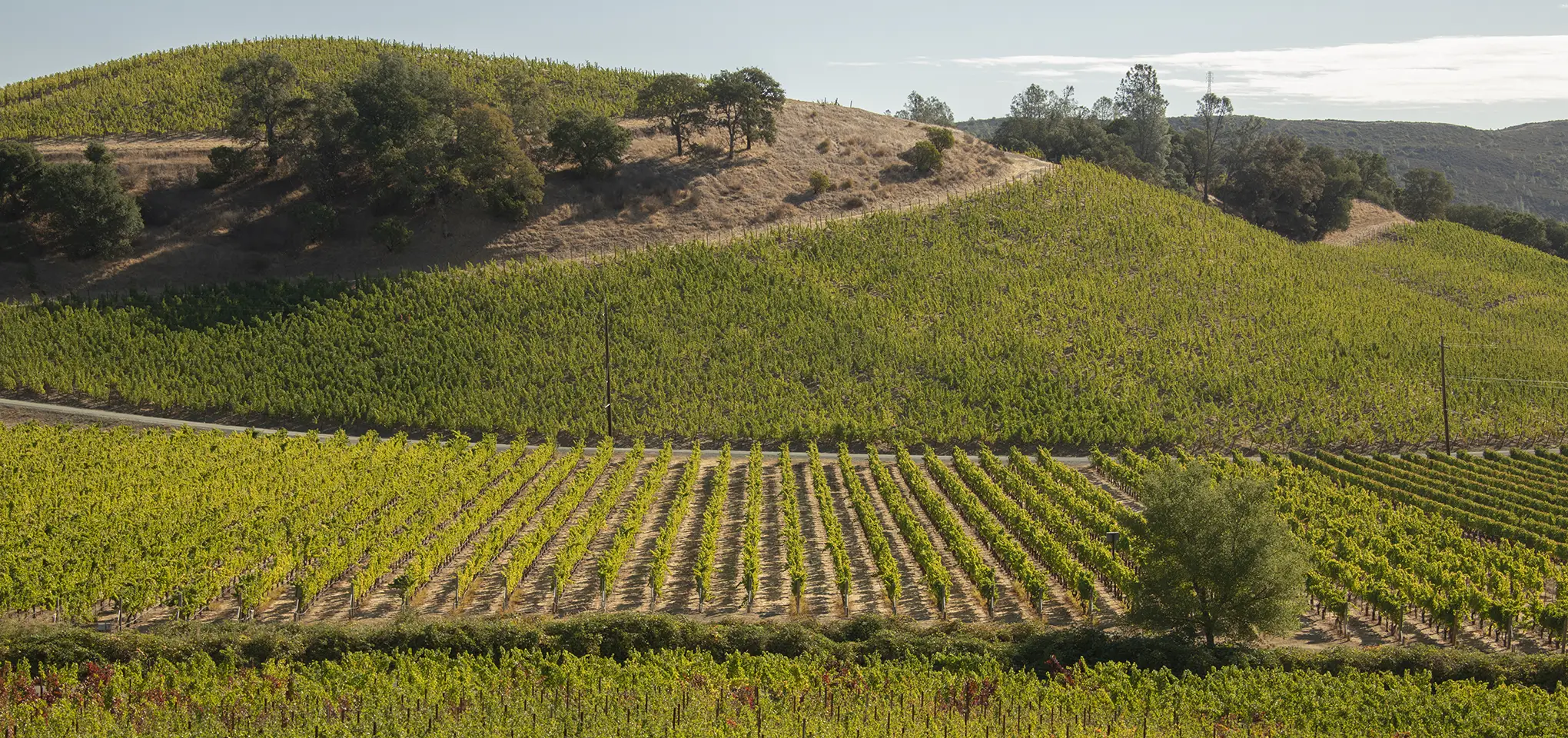 Somerston_Estate_Gauntlet_Vineyard
