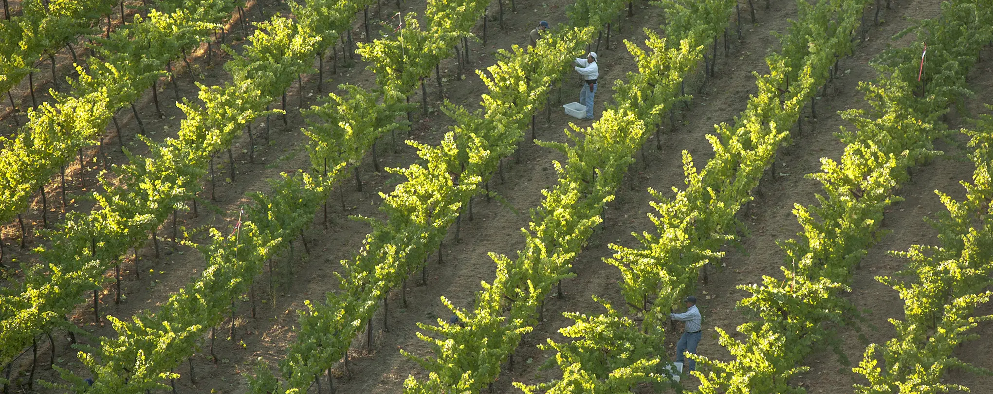 Somerston Estate vineyard workers tending to the vines.