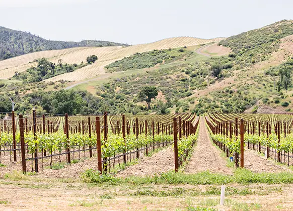 Somerston Estate Vineyards (Mobile).