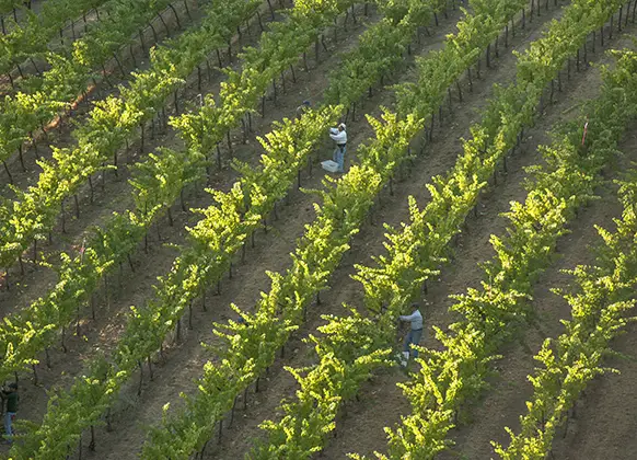 Somerston Estate vineyard workers tending to the vines (mobile).
