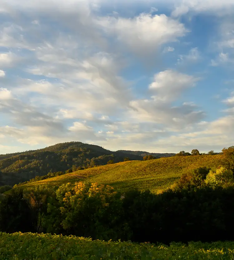 Somerston Estate vineyards (homepage footer mobile)