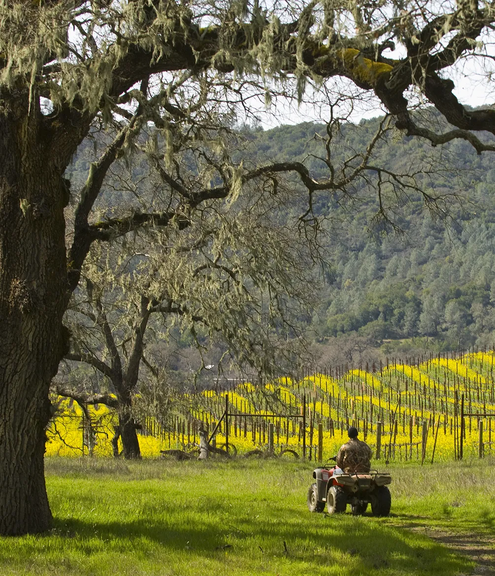 Somerston Estate, worker on a tractor in the vineyard.