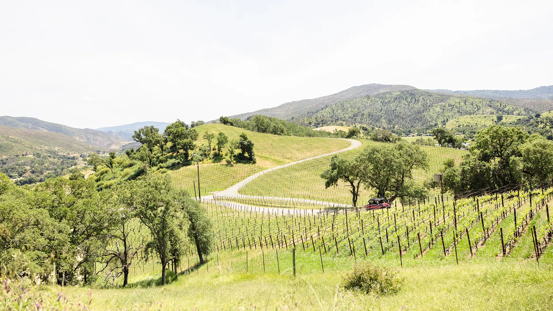 Somerston Estate Vineyards on a bright sunny day.