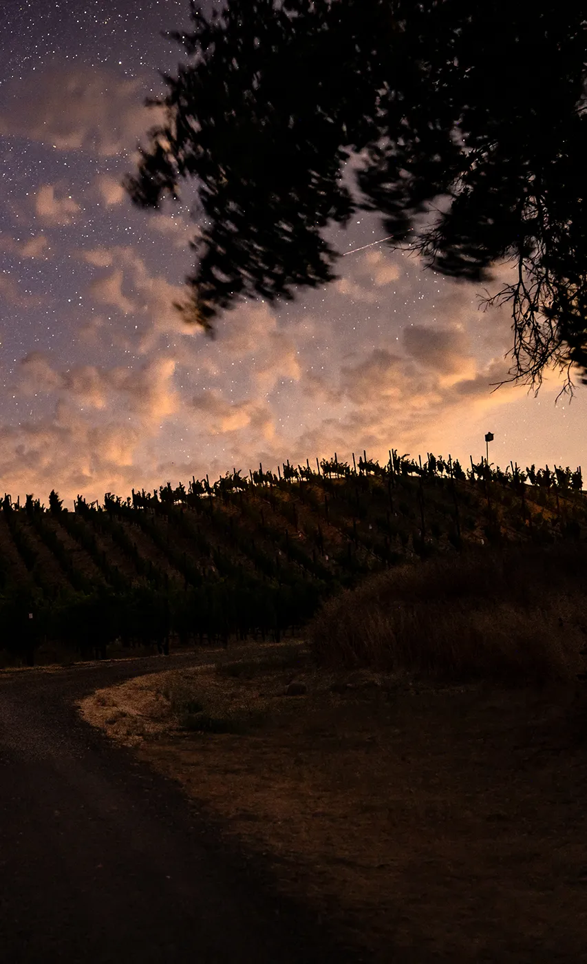 Somerston Estate Vineyards at night (mobile).